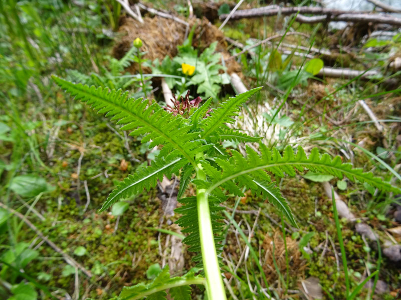 Pedicularis recutita (Orobanchaceae)